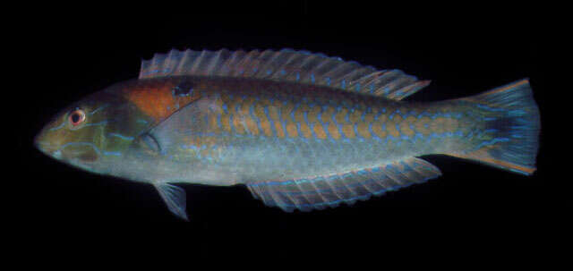 Image of Chameleon wrasse