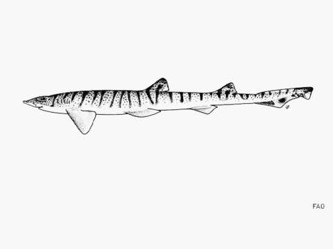 Image of Banded Catshark