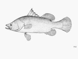 Image of Dwarf palmer perch