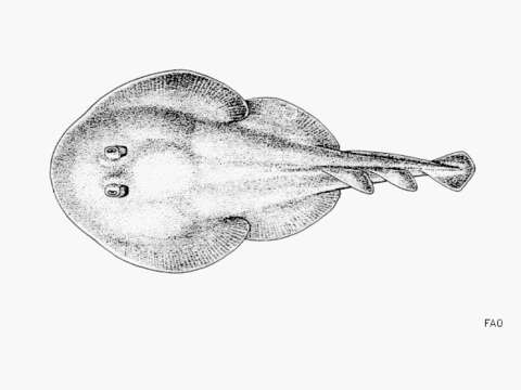 Image of Cortez Electric Ray