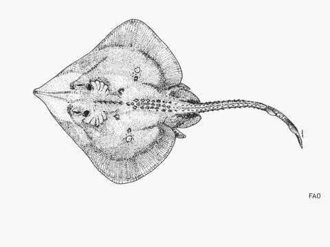 Plancia ëd Raja equatorialis Jordan & Bollman 1890