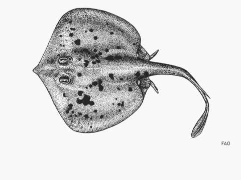 Image of Thorny Round Stingray