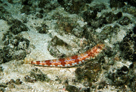 Image of Sauro lizardfish