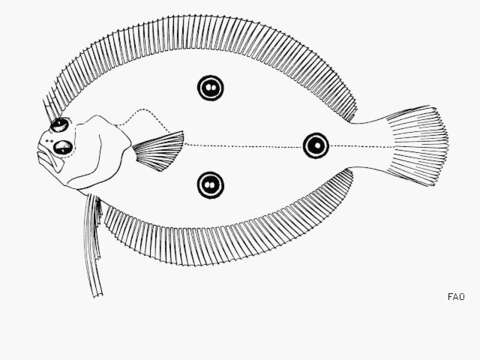 Image of Three-spot flounder