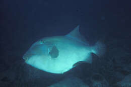 Image of Blunthead triggerfish