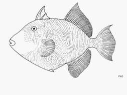 Image of Blunthead triggerfish