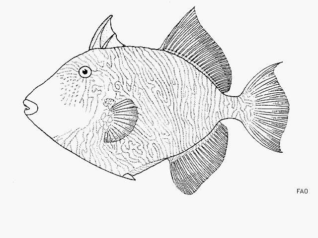 Image of Blunthead triggerfish