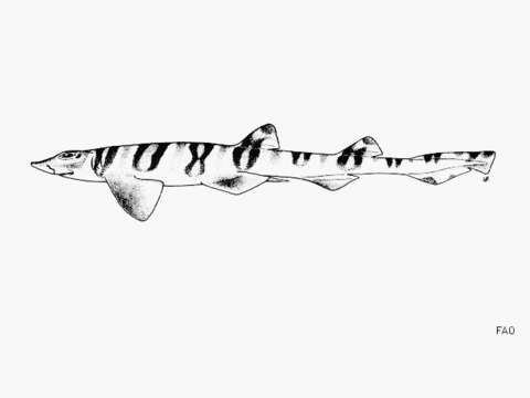 Image of Tiger Catshark