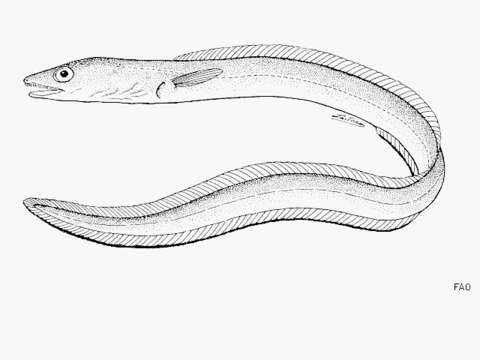 Image of Conger eel