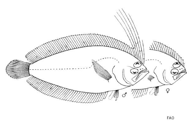 Imagem de Brachypleura novaezeelandiae Günther 1862