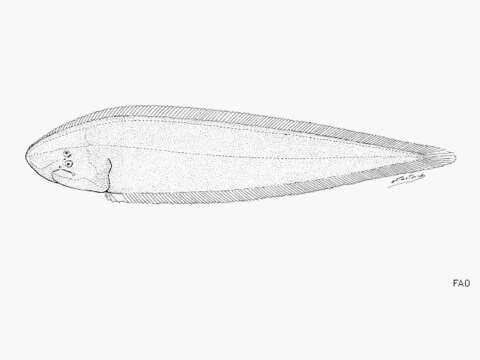 Image of long tongue sole