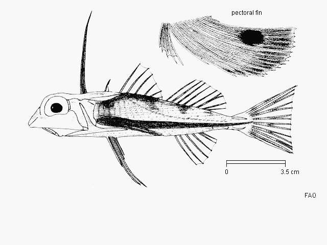 Plancia ëd Dactyloptena macracantha (Bleeker 1855)