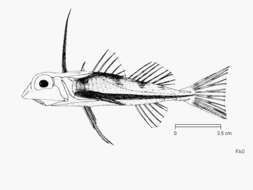 Plancia ëd Dactyloptena macracantha (Bleeker 1855)