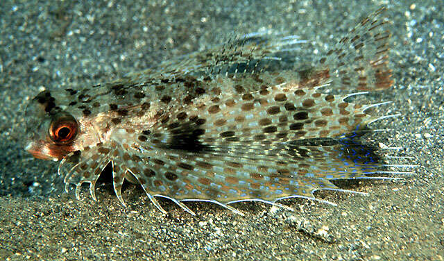 Image of Spotwing flying gurnard