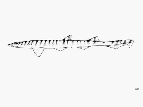 Image of Quagga Catshark