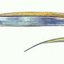 Image of Cutlassfish