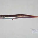 Image of Conger eel