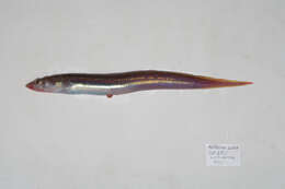 Image of Conger eel