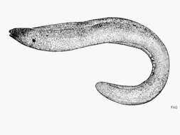 Image of Greyface moray