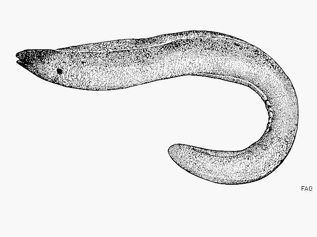 Image of Greyface moray