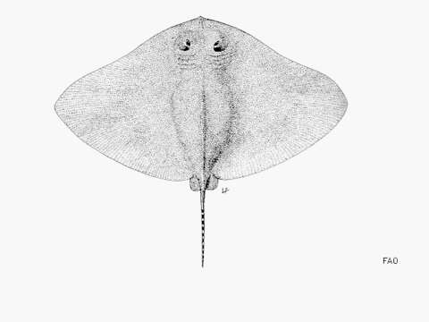 Image of Longtail Butterfly Ray