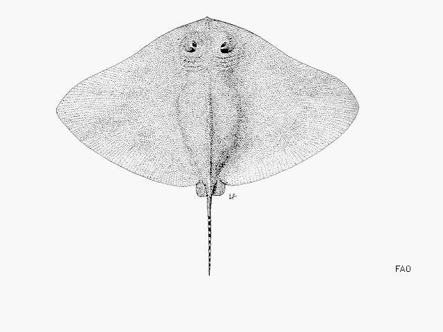 Image of Longtail Butterfly Ray