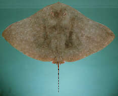 Image of Longtail Butterfly Ray