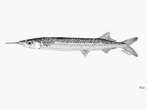 Image of Garfish