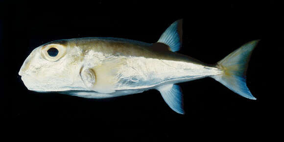 Image of Green Rrough-backed Puffer