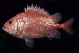 Image of Brocade Perch