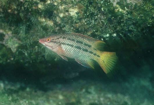 Imagem de Bodianus diplotaenia (Gill 1862)