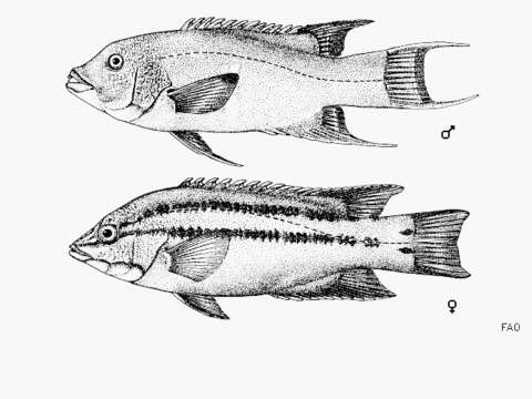 Imagem de Bodianus diplotaenia (Gill 1862)