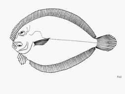 Image of Pacific eyed flounder