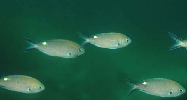 Image of Scissortail damselfish