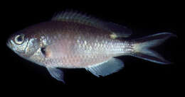 Image of Scissortail damselfish