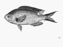 Image of Scissortail damselfish