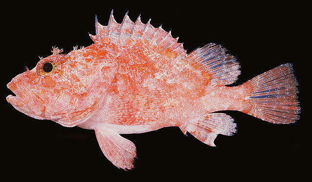 Image of Large-headed scorpionfish