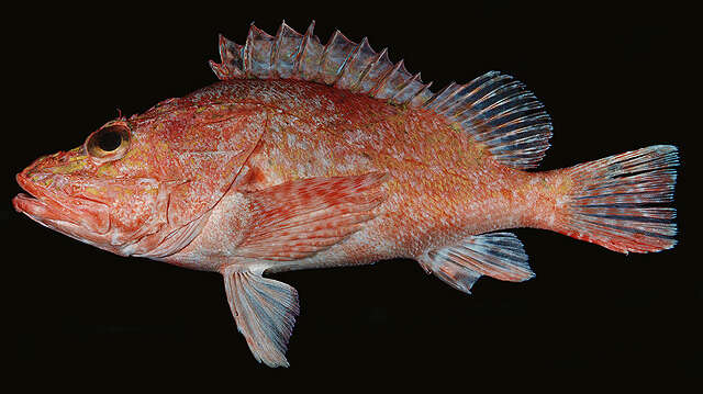 Image of Large-headed scorpionfish