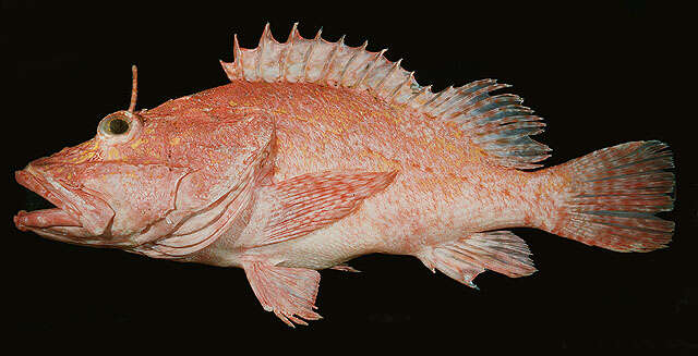 Image of Large-headed scorpionfish