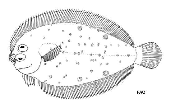 Image of Psettina