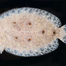 Image of Flatfish