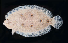 Image of Flatfish