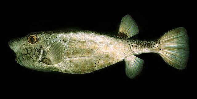 Image of Horn-nosed boxfish