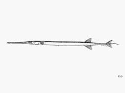 Image of Deepwater cornetfish