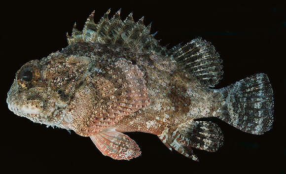 Image of Marbled coral-cod