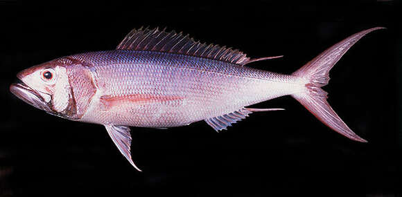 Image of Ironjaw snapper