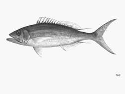 Image of Ironjaw snapper