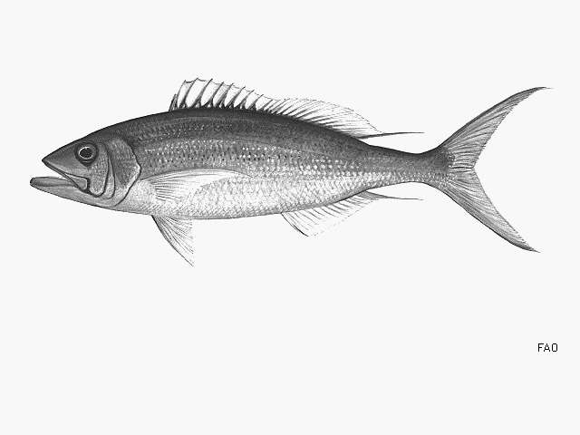 Image of Ironjaw snapper