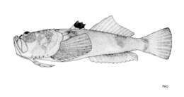 صورة Uranoscopus oligolepis Bleeker 1878