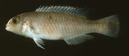 Image of Blue-banded wrasse